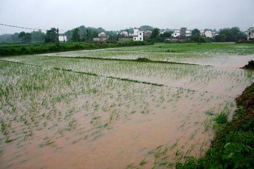 “洣”是什么字？是什么意思湖南暴雨泥水冲进村庄视频为什么田埂边上水稻长得好 手动(385724)