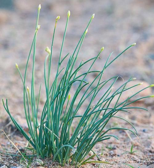 沙葱是一种什么植物沙葱 韭菜花内蒙古沙葱能吃吗 车型(336193)